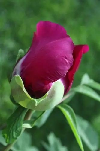 赏花 含苞待放的牡丹 写美篇