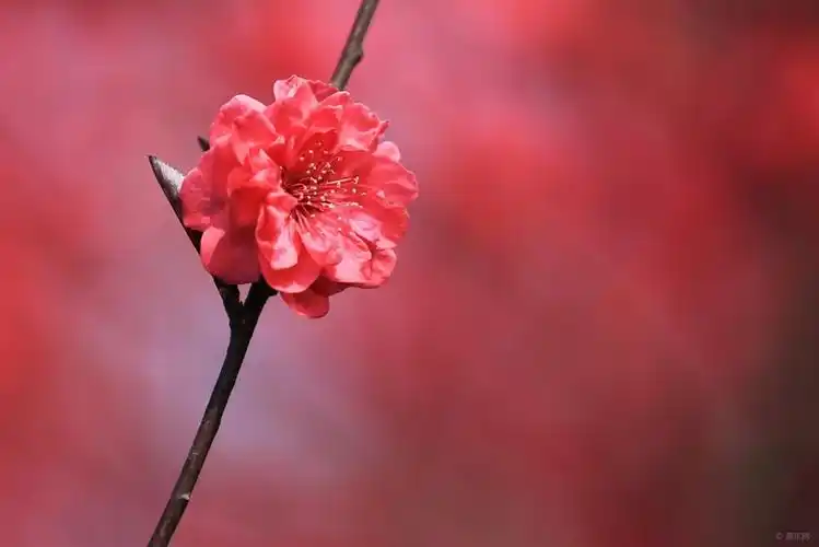 朱砂梅_朱砂梅和红梅的区别