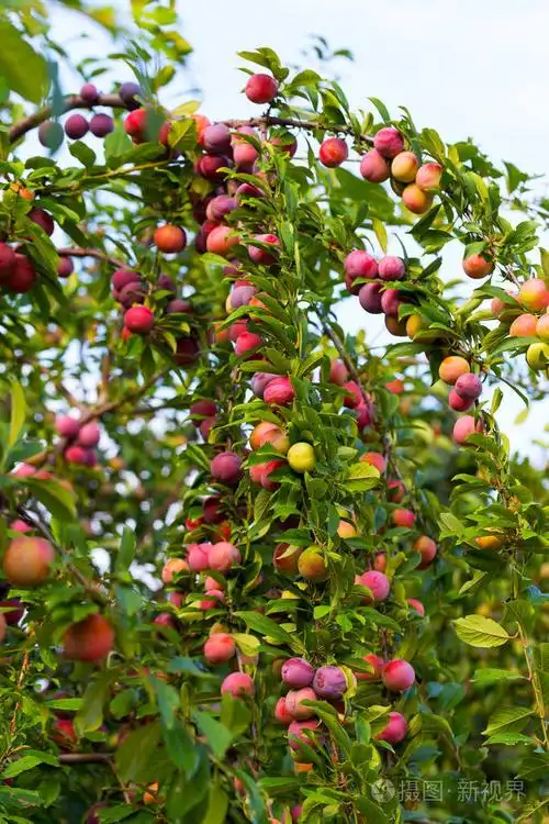 枝上红梅果园中长出绿叶李子枝上的李子成熟的李子