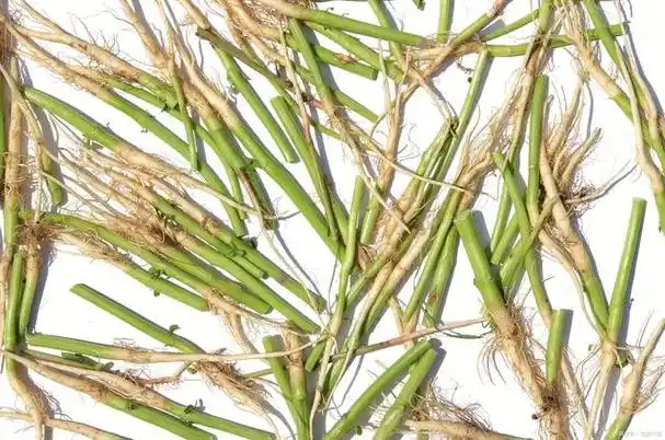 芦根植物不仅具有观赏价值,还具有一定的药用价值和实用价值,被誉为