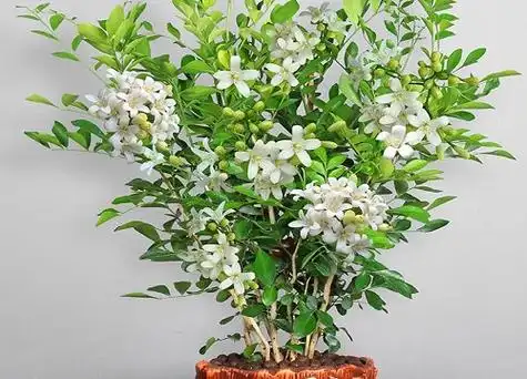 九里香可以放卧室吗-植物说