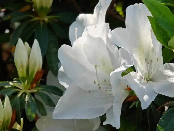 春日云南杜鹃花竞相开放