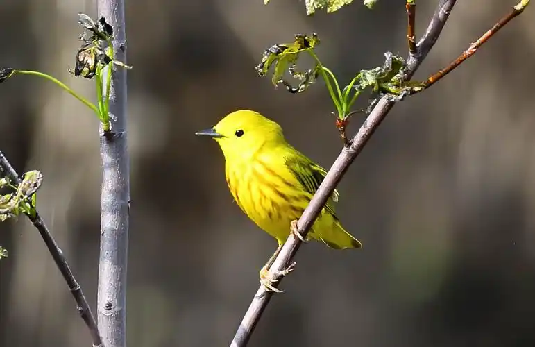 北美洲黄莺yellow warbler