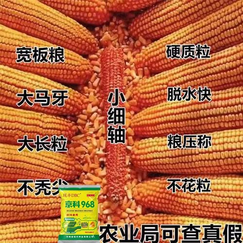 矮大棒京科968国审大田种植杂交玉米种子基地高产大穗抗病玉米种