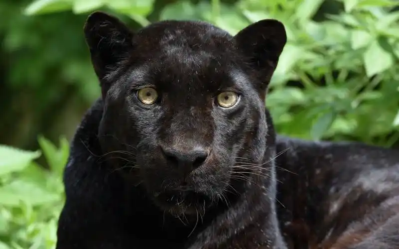 壁纸 豹,黑豹,脸,正面图
