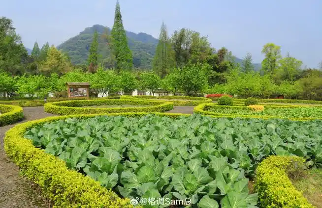 壁纸 成片种植 风景 植物 种植基地 桌面 690_447