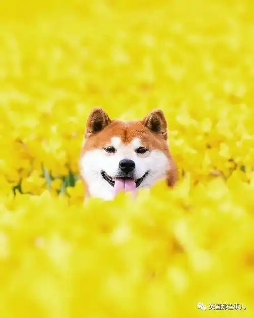 一赏花就笑到合不拢嘴的柴柴这笑容真是太治愈啦