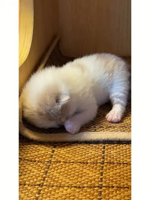 乳白英短小男孩