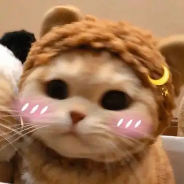 宠物闺蜜头像一左一右高清可爱的猫咪萌宠闺蜜头像一左一右图片