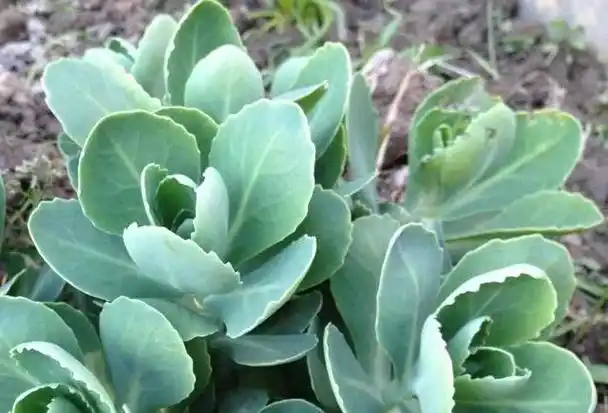 【图文推荐】长药八宝堪称人们的"救命草",解毒有奇效