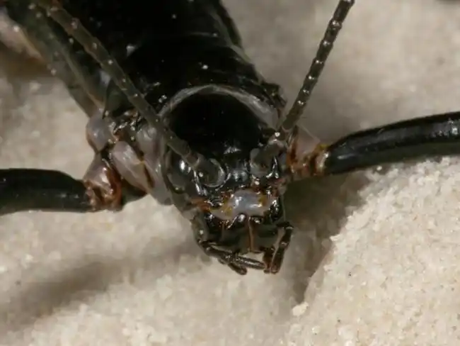 this tiny, lifeless island in the south pacific
