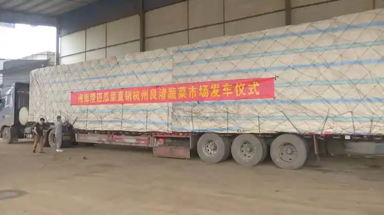 乡村振兴进行时超300吨澄迈瓜菜运送出岛直销杭州良渚蔬菜市场