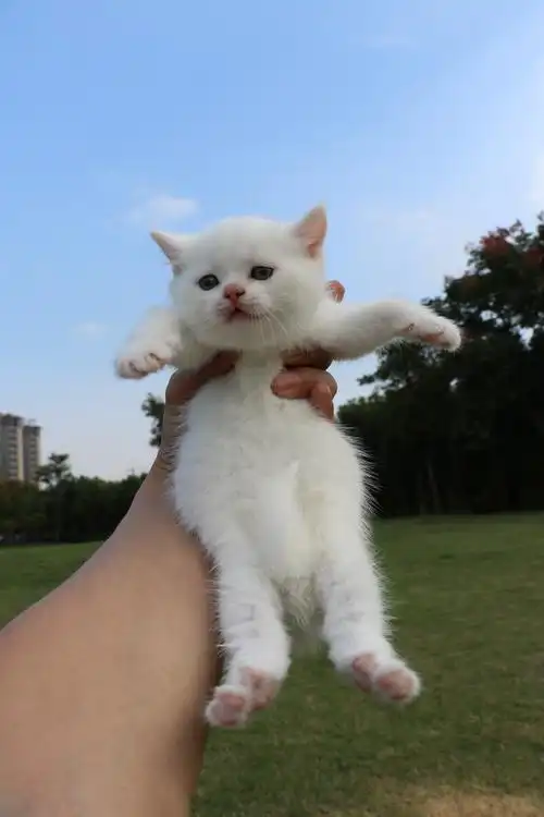 801英短纯白-母-34day565g双血统 纯白英短