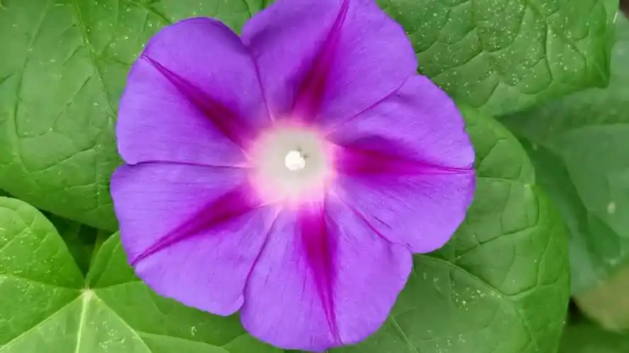 紫蓝色牵牛花,原创视频__财经头条