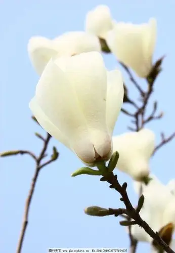 花百科 花卉图片 木棉花图片白色木棉花的感悟-南边窗-南边窗的博客
