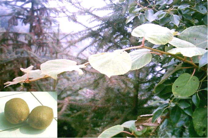 毛冬瓜别名毛花羊桃,白毛桃,白羊桃,白藤梨,山蒲桃,毛卵,毛狗卵,白毛