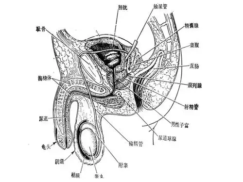 男性生殖系统的解剖与组织结构.ppt