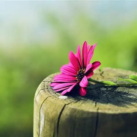 清新唯美风景头像 唯美头像小清新风景图片(图5)