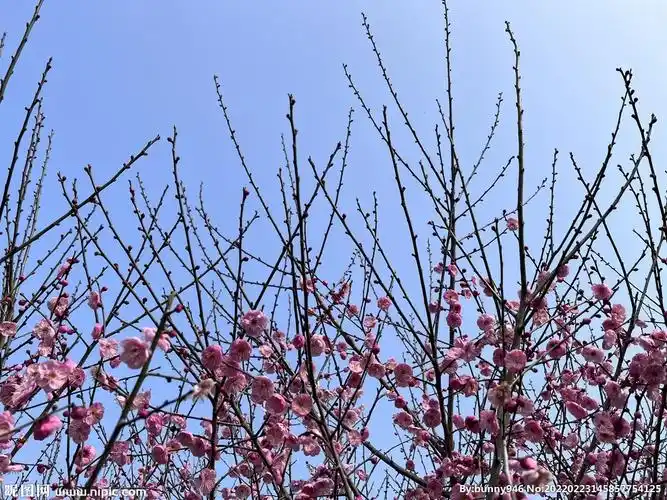红梅梅树梅花梅林高清摄影照片图片