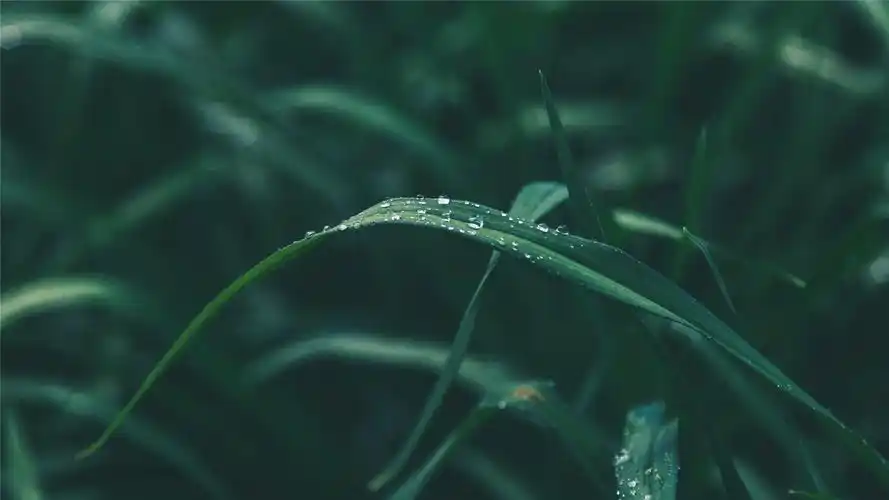 植物上的水珠护眼高清桌面壁纸