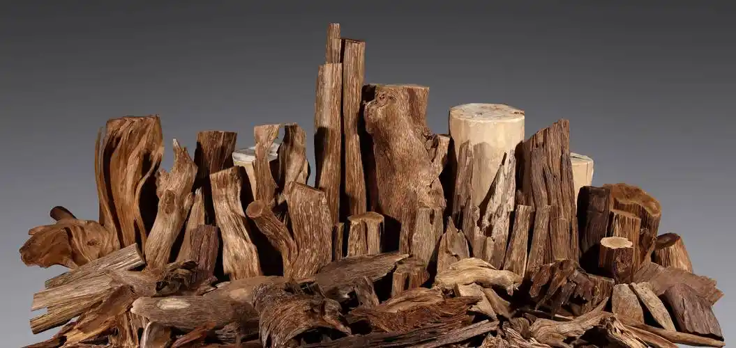 这是一种名贵的木材,是由橄榄科,樟树科,瑞香枓,大戟科四种特定科属的