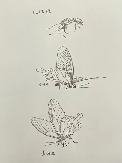 绘画日常  #书籍分享  #线稿  #蝴蝶  #国画  #白描  #工笔画