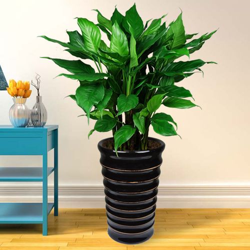 万年青盆栽大型