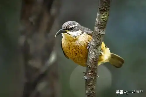 小掩鼻风鸟(雌)