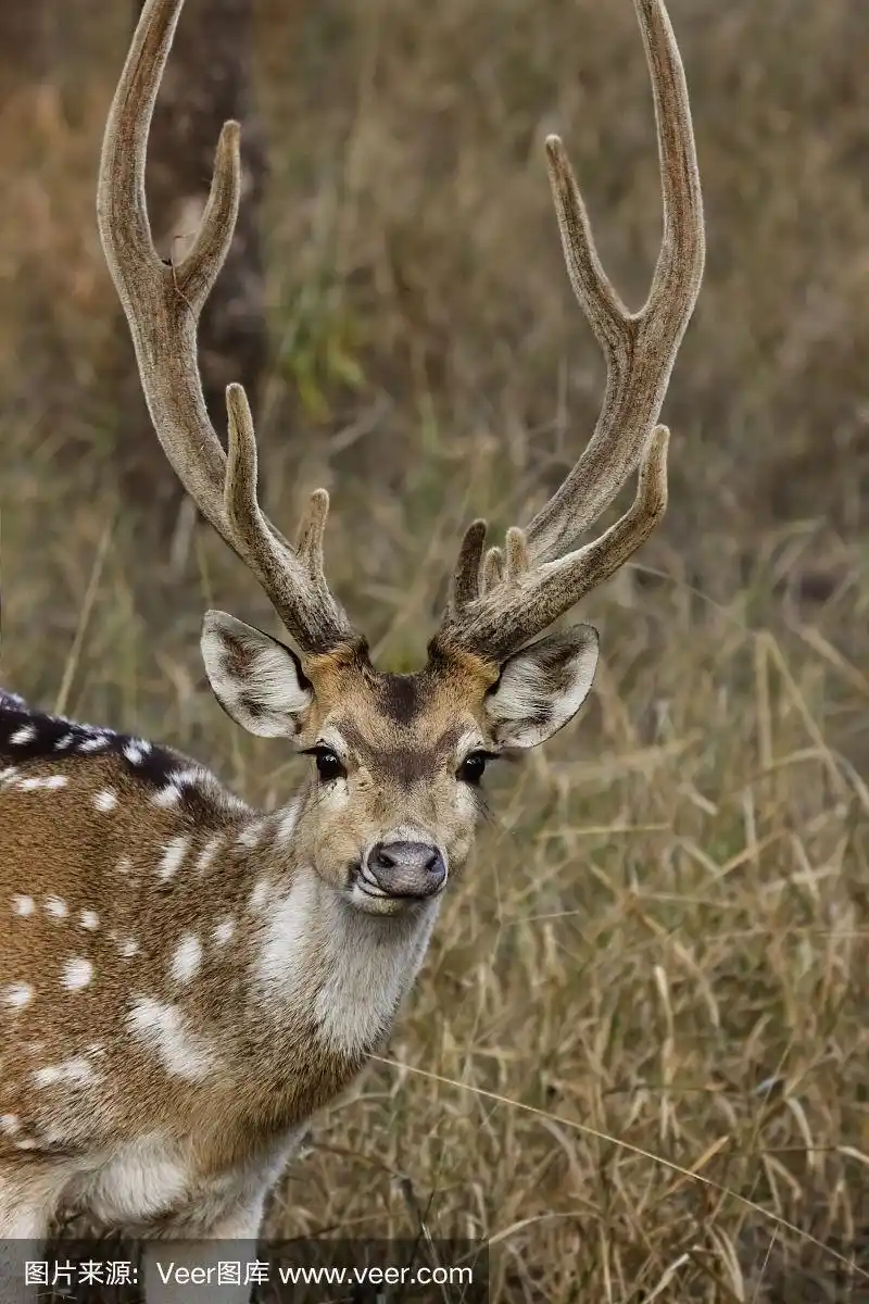 一个雄性斑点鹿的特写,面对
