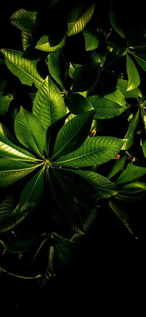 最新超清护眼手机壁纸(100张绿色护眼手机壁纸)(104)