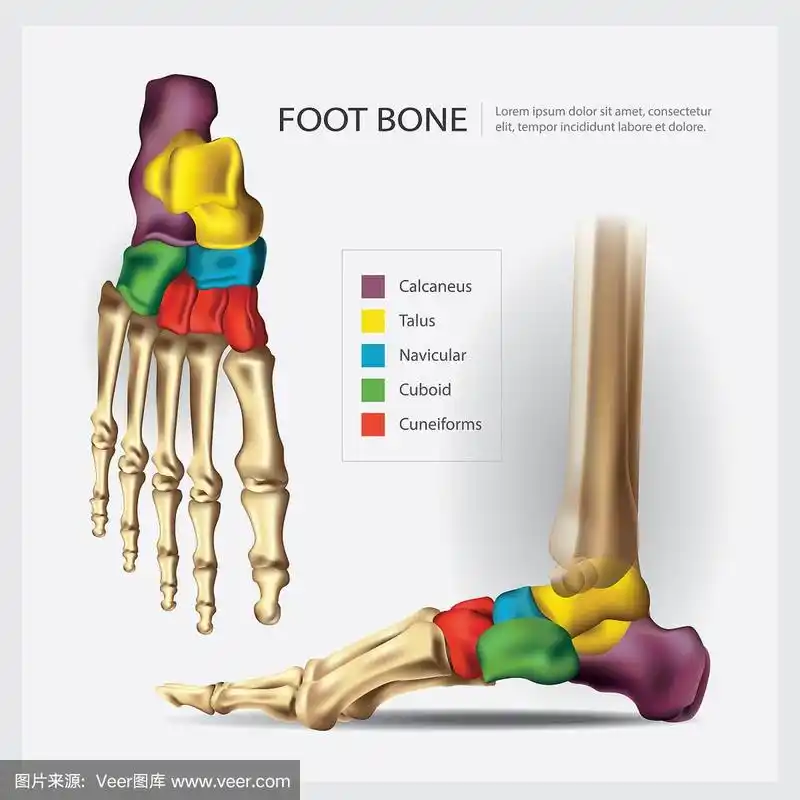 人体解剖学足骨
