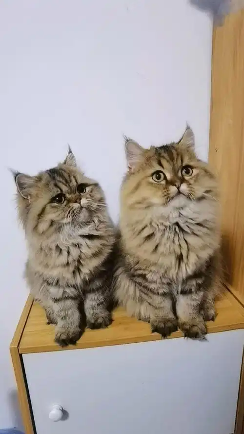 金色金吉拉波斯猫娃娃脸超可爱