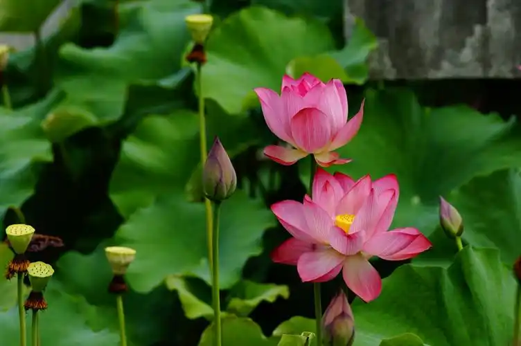荷花君子,庄重朴质,清静高洁,不为世污,不与恶俱.