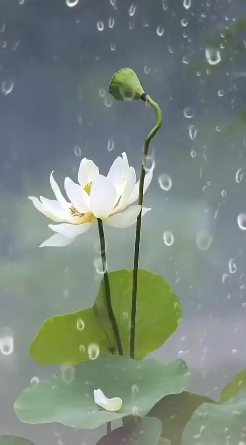 720_1300竖版 竖屏