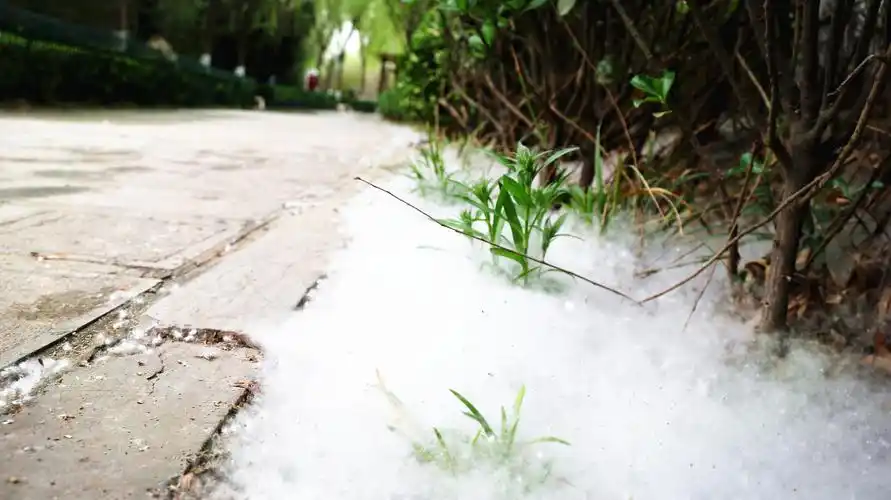 四月飞雪天鹤壁的杨絮柳絮又双叒叕来了