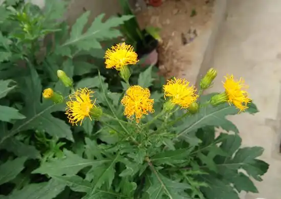 【春秋画语】我的旱三七开花啦