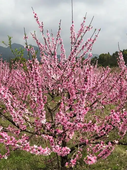 桃花林里桃花红