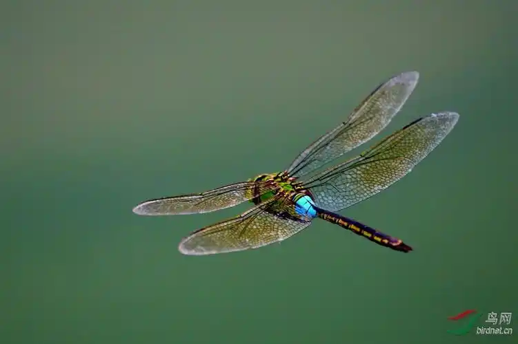 蜻蜓.飞翔