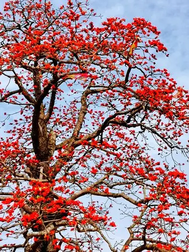 木棉花之得名,由于自其包裹种子,如棉花的细毛.