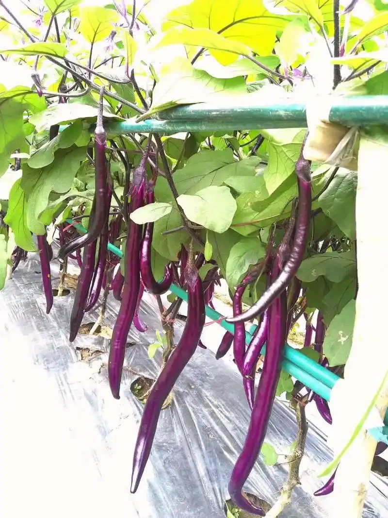 线茄五号诚招代理.#茄子98 #优质农产品 #抖音助农 单株 - 抖音