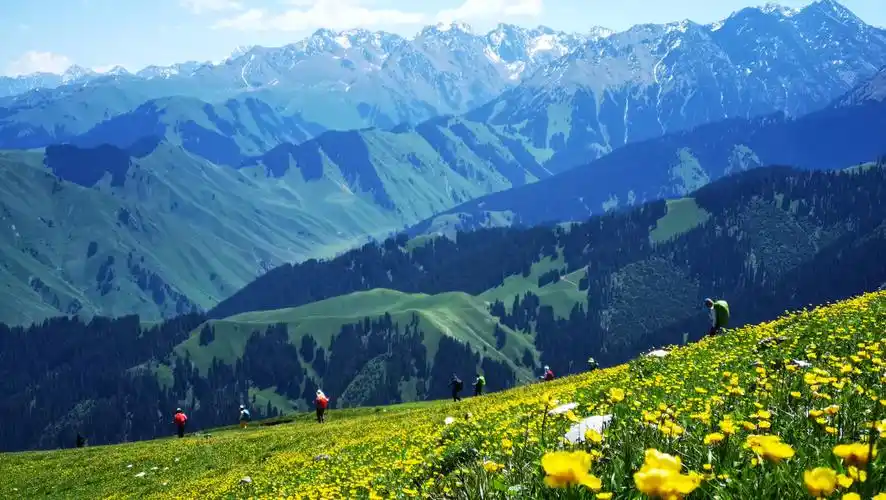 宛如一幅巨大的绣着小碎花的碧色地毯,广袤无垠,铺向天际;五花草甸的