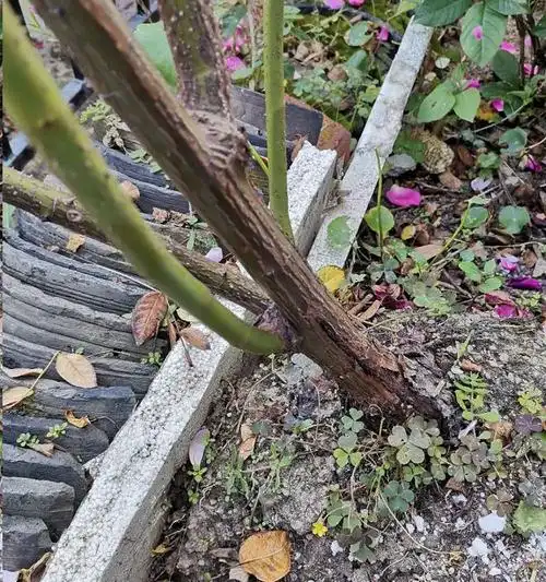 植株|苗弱|新枝|木质化_网易订阅