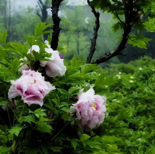 2019花卉系列(十二)雨中牡丹,醉了.