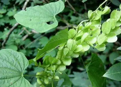 《本草纲目》列入草部蔓草类,又名白菝葜.