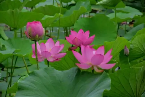 7.18—荷花盛开的季节.映日荷花别样红—历代荷花诗词.