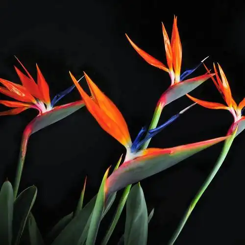 天堂鸟图片大全