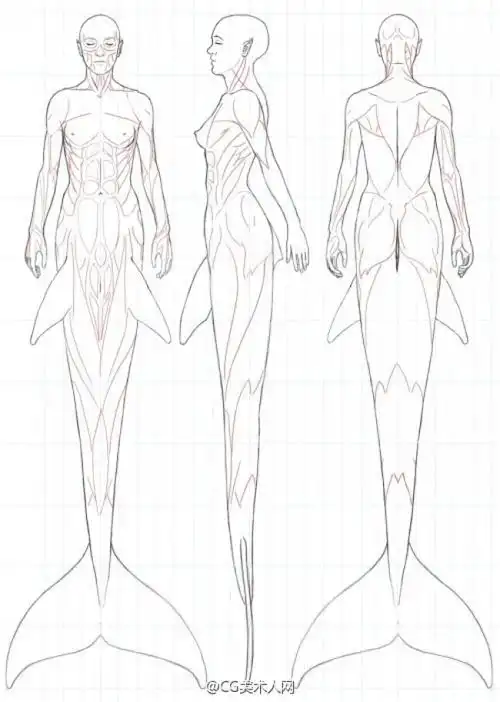 怎么画好美人鱼美人鱼的身体结构详解图片包含骨骼和肌肉展示