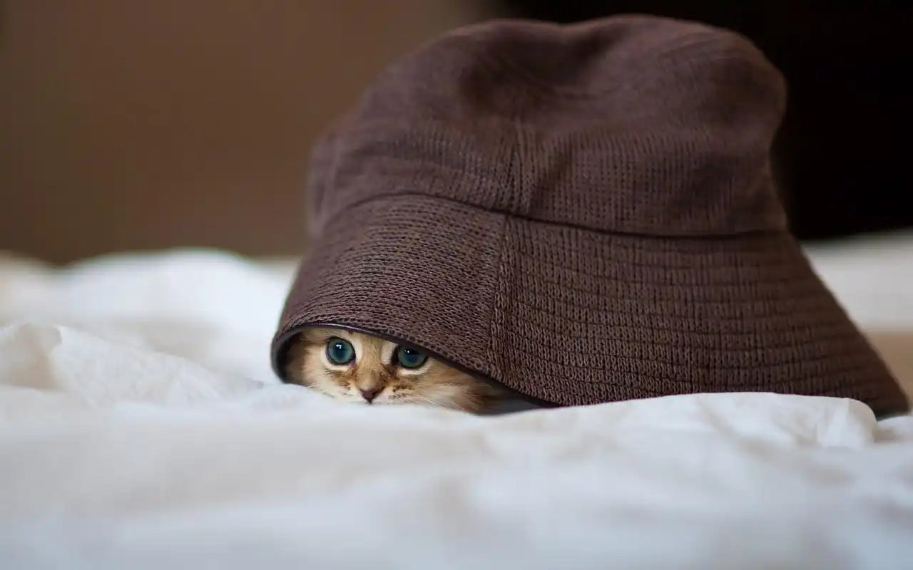 呆萌可爱喵星人高清图片桌面壁纸