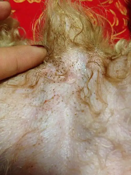 泰迪狗肚子上有黑色的点点,那是什么