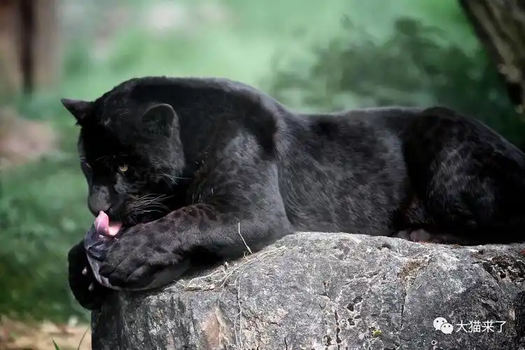 图:动物园中的黑豹.黑豹是豹或美洲豹的黑色变种.